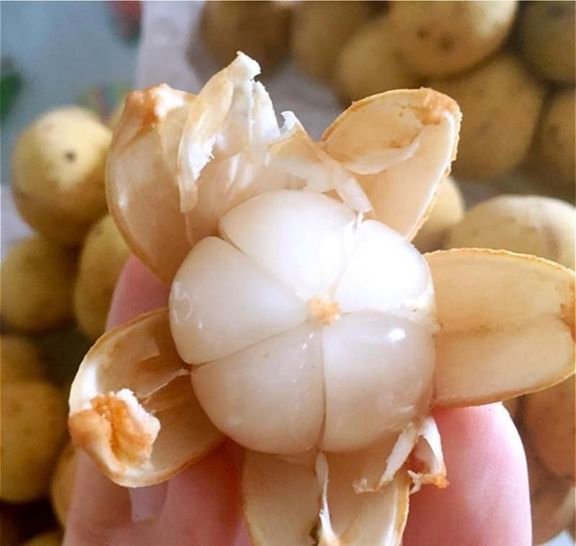 Fresh lansones (organic fruit)-P - Image 7