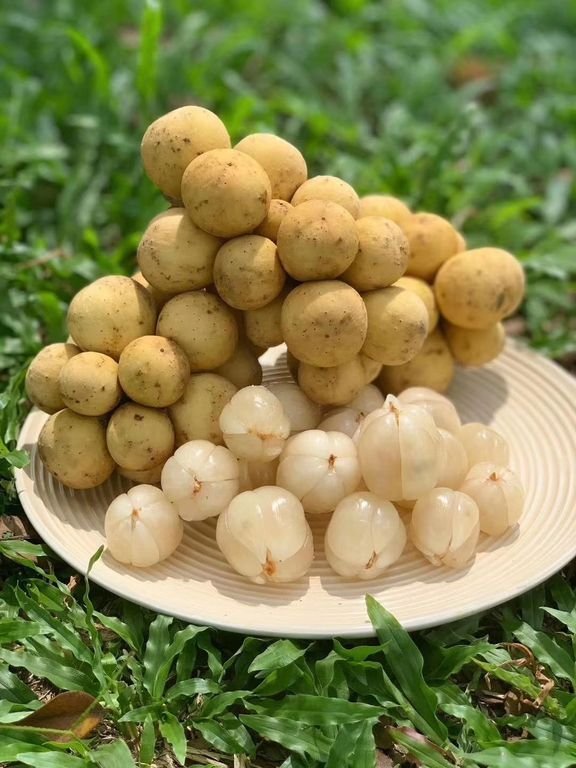 Fresh lansones (organic fruit)-P