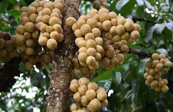 Fresh lansones (organic fruit)-P - Image 9