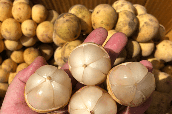 Fresh lansones (organic fruit)-P - Image 8