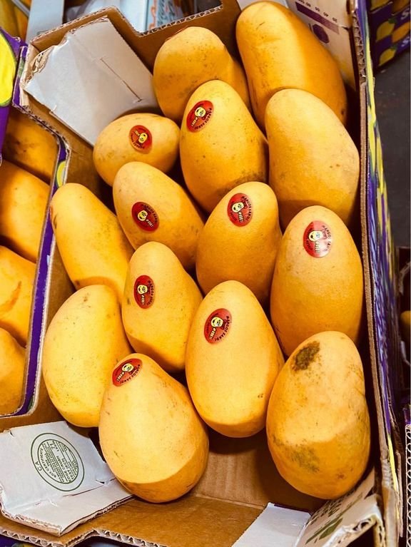Freshly picked yellow mangoes-P - Image 2
