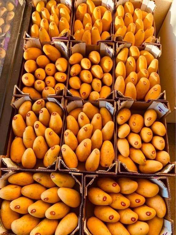 Freshly picked yellow mangoes-P