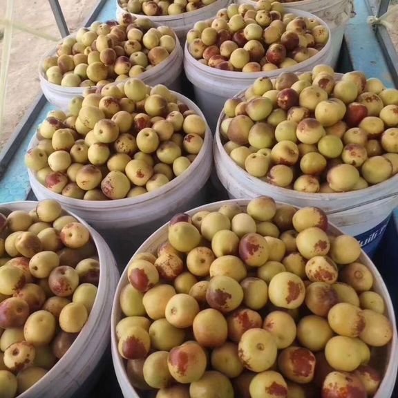 Fresh sweet date (organic fruit)-P - Image 2