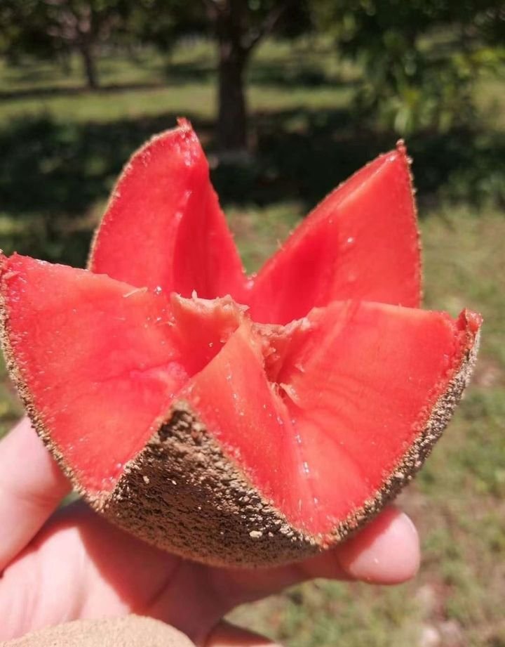 Fresh mamey sapote (organic fruit)-P - Image 4