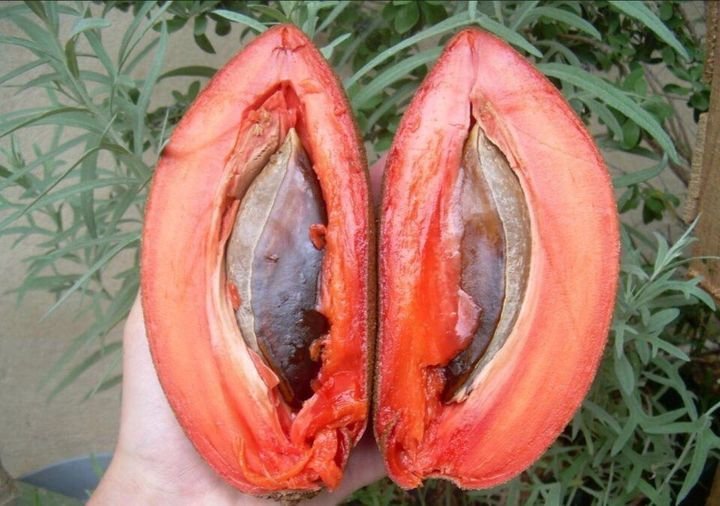 Fresh mamey sapote (organic fruit)-P - Image 5