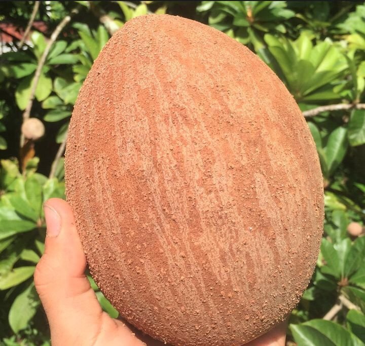 Fresh mamey sapote (organic fruit)-P - Image 2