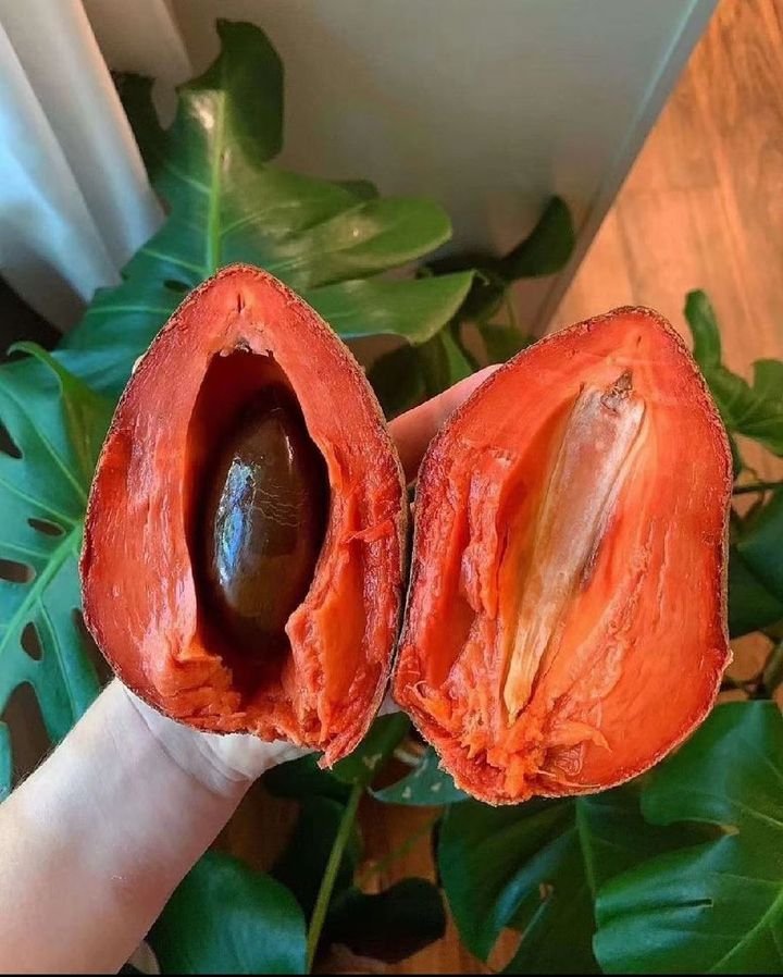 Fresh mamey sapote (organic fruit)-P