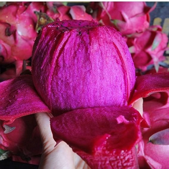 Fresh dragon fruit (organic fruits)-P - Image 4