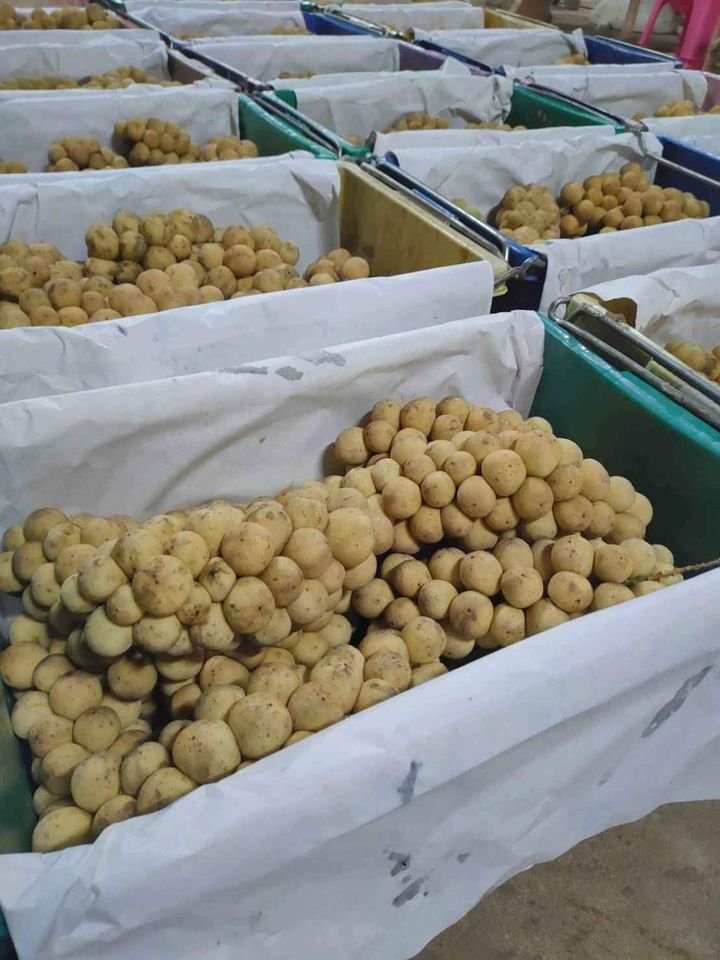 Fresh lansones (organic fruit)-P - Image 10