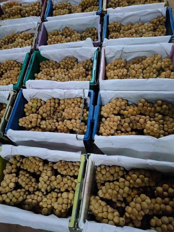 Fresh lansones (organic fruit)-P - Image 11
