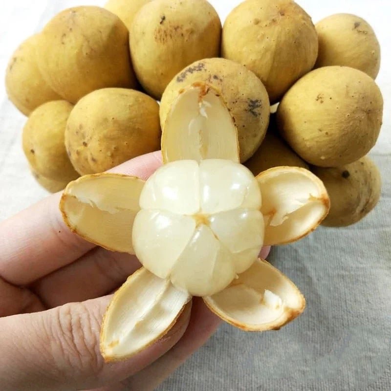 Fresh lansones (organic fruit)-P - Image 3