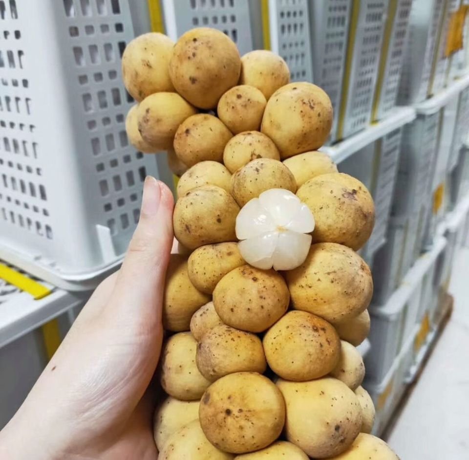 Fresh lansones (organic fruit)-P - Image 2