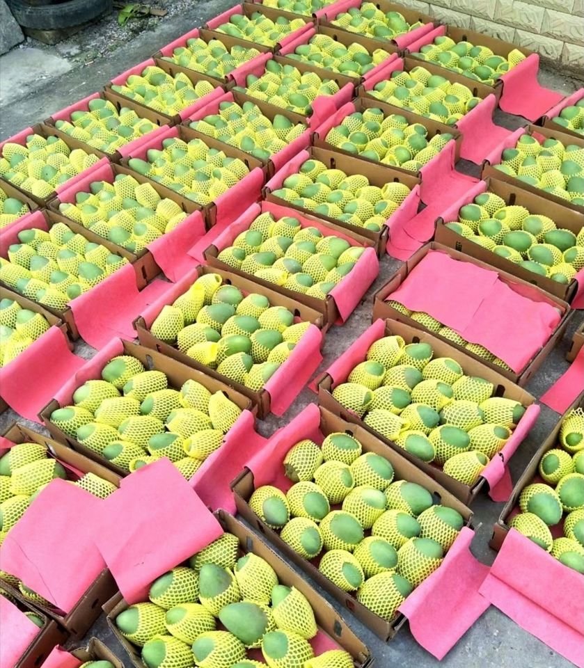 Fresh Thai mango (organic fruit)-P - Image 2