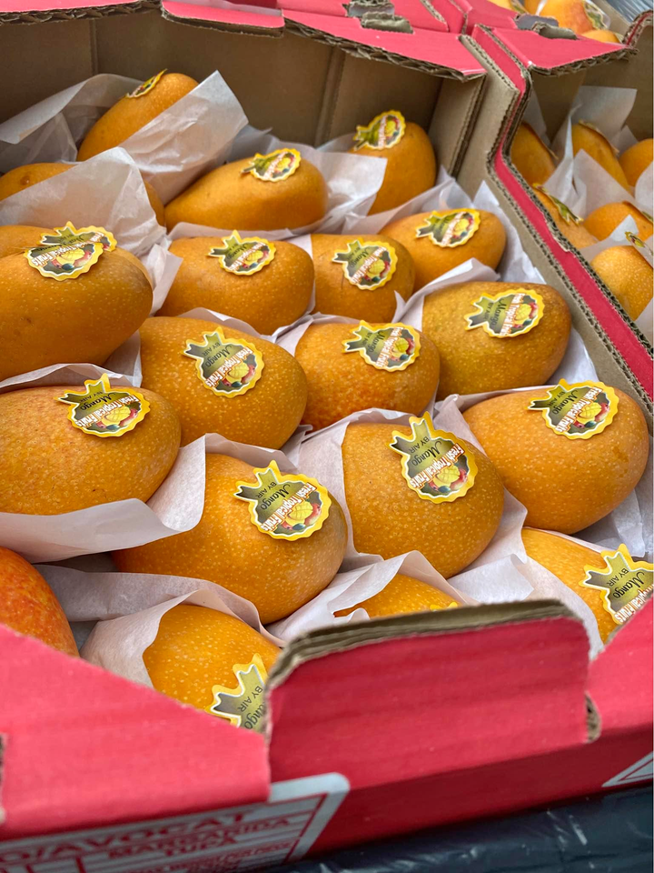 Freshly picked yellow mangoes-P - Image 4