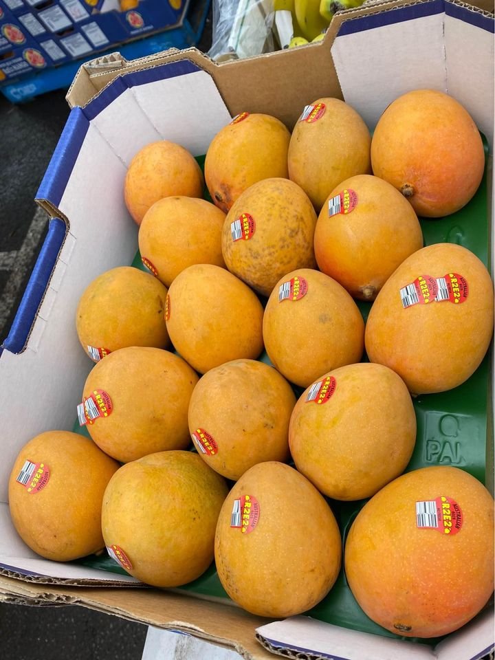 Freshly picked yellow mangoes-P - Image 5