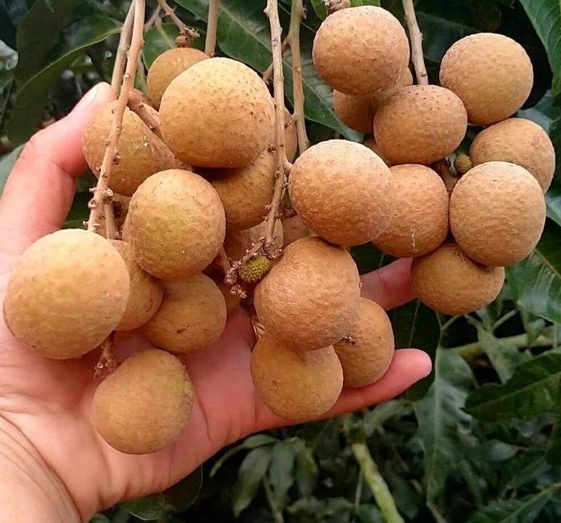 Fresh longan (organic fruit)-P - Image 3