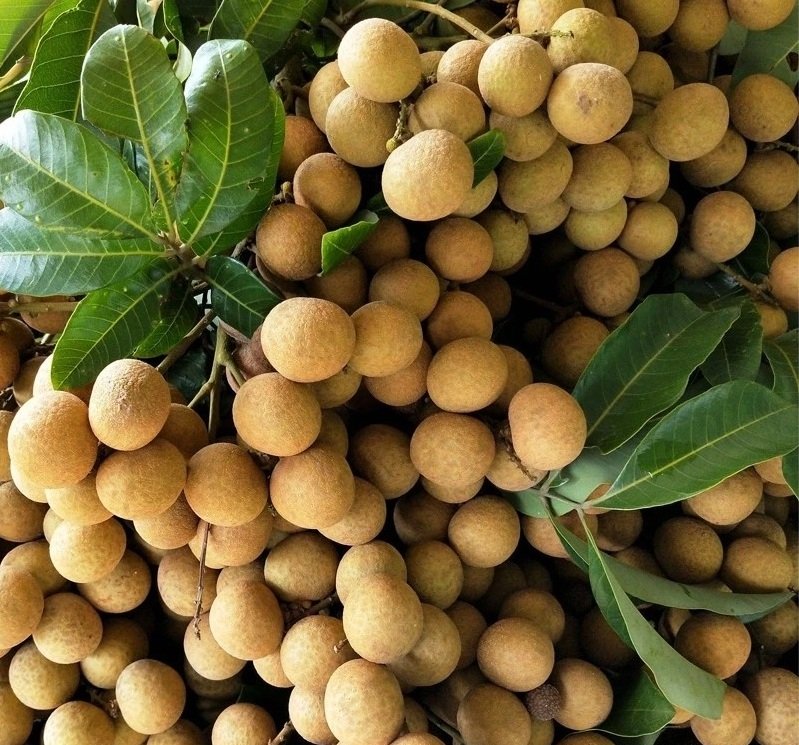 Fresh longan (organic fruit)-P - Image 5