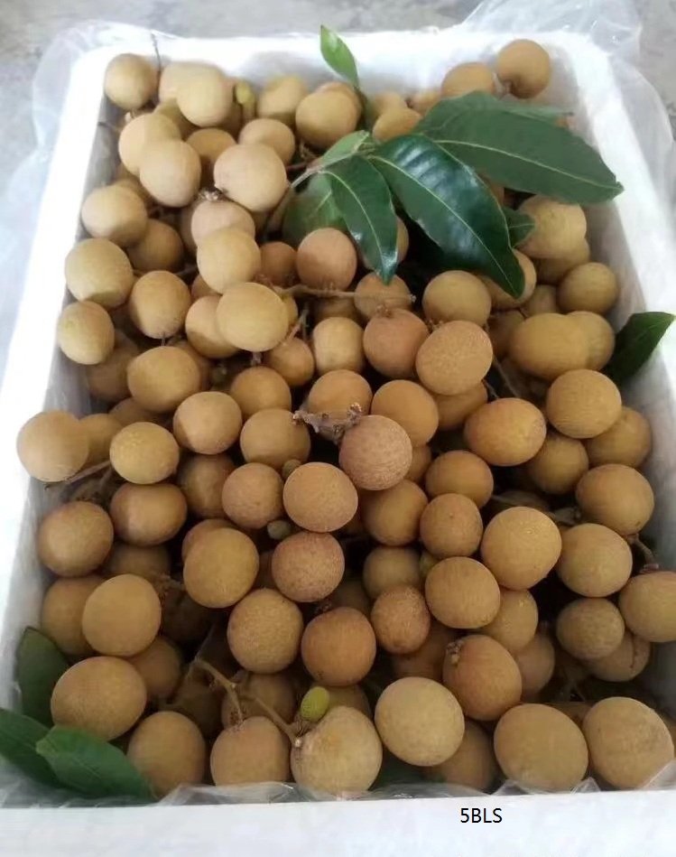 Fresh longan (organic fruit)-P - Image 6