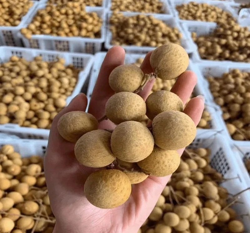 Fresh longan (organic fruit)-P