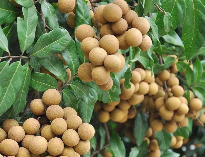 Fresh longan (organic fruit)-P - Image 7