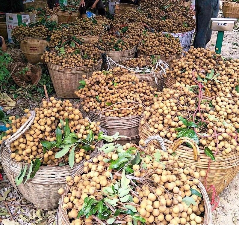 Fresh longan (organic fruit)-P - Image 8