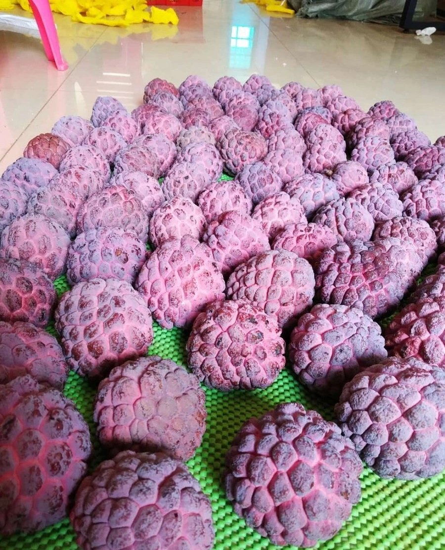 Fresh rose sugar apple (organic fruits)-P - Image 3