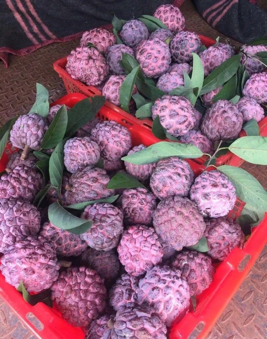 Fresh rose sugar apple (organic fruits)-P - Image 4