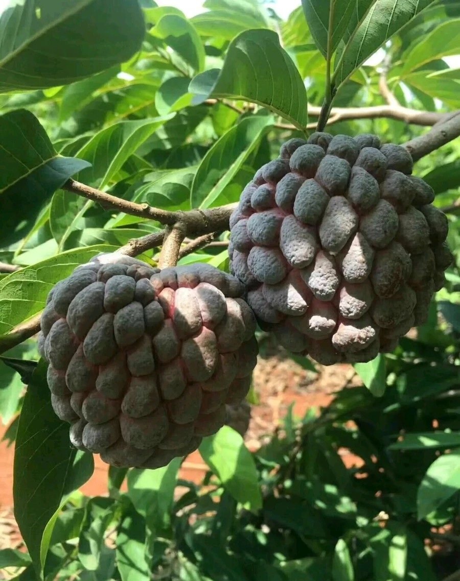 Fresh rose sugar apple (organic fruits)-P - Image 7