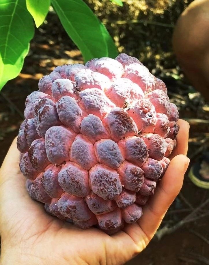 Fresh rose sugar apple (organic fruits)-P