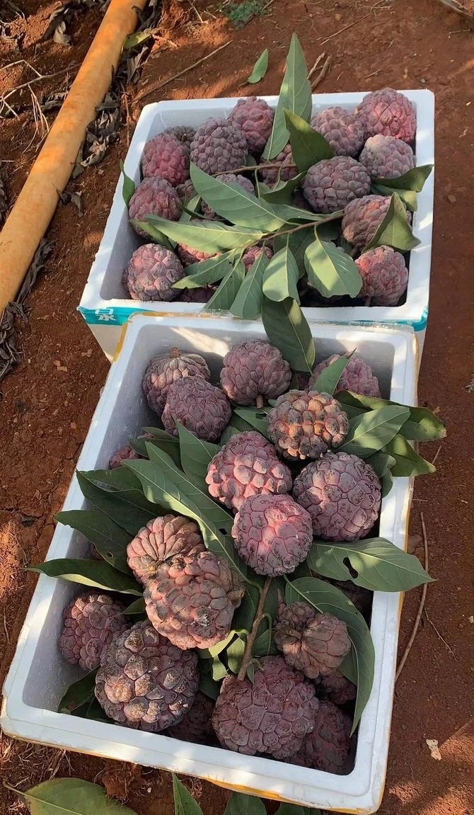Fresh rose sugar apple (organic fruits)-P - Image 8