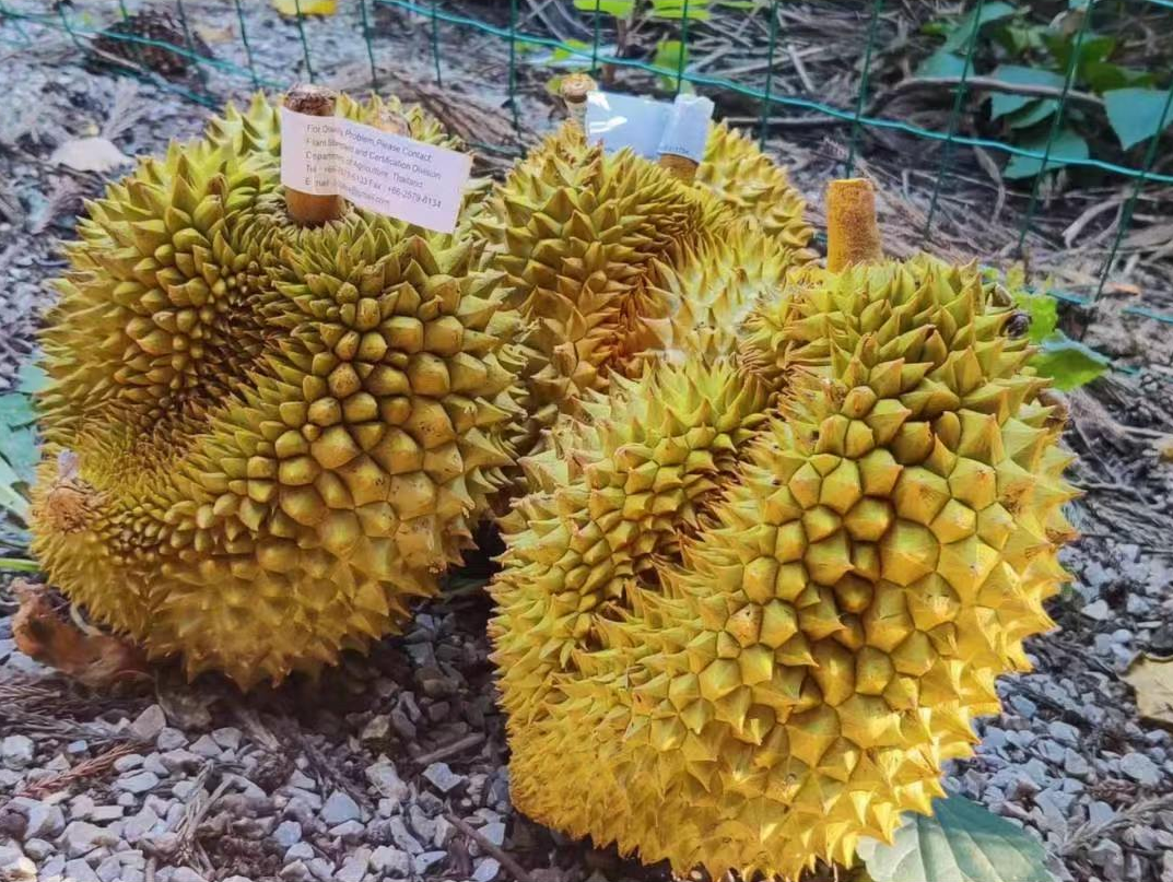 Thai golden pillow durian (organic fruit)-P - Image 4