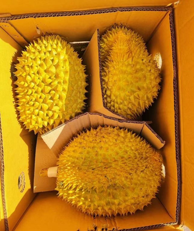 Thai golden pillow durian (organic fruit)-P - Image 6