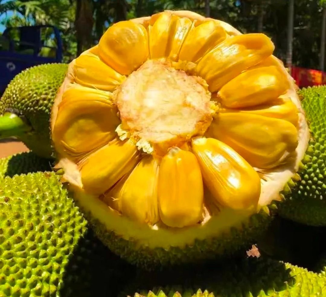 Fresh jackfruit (organic fruit)-P