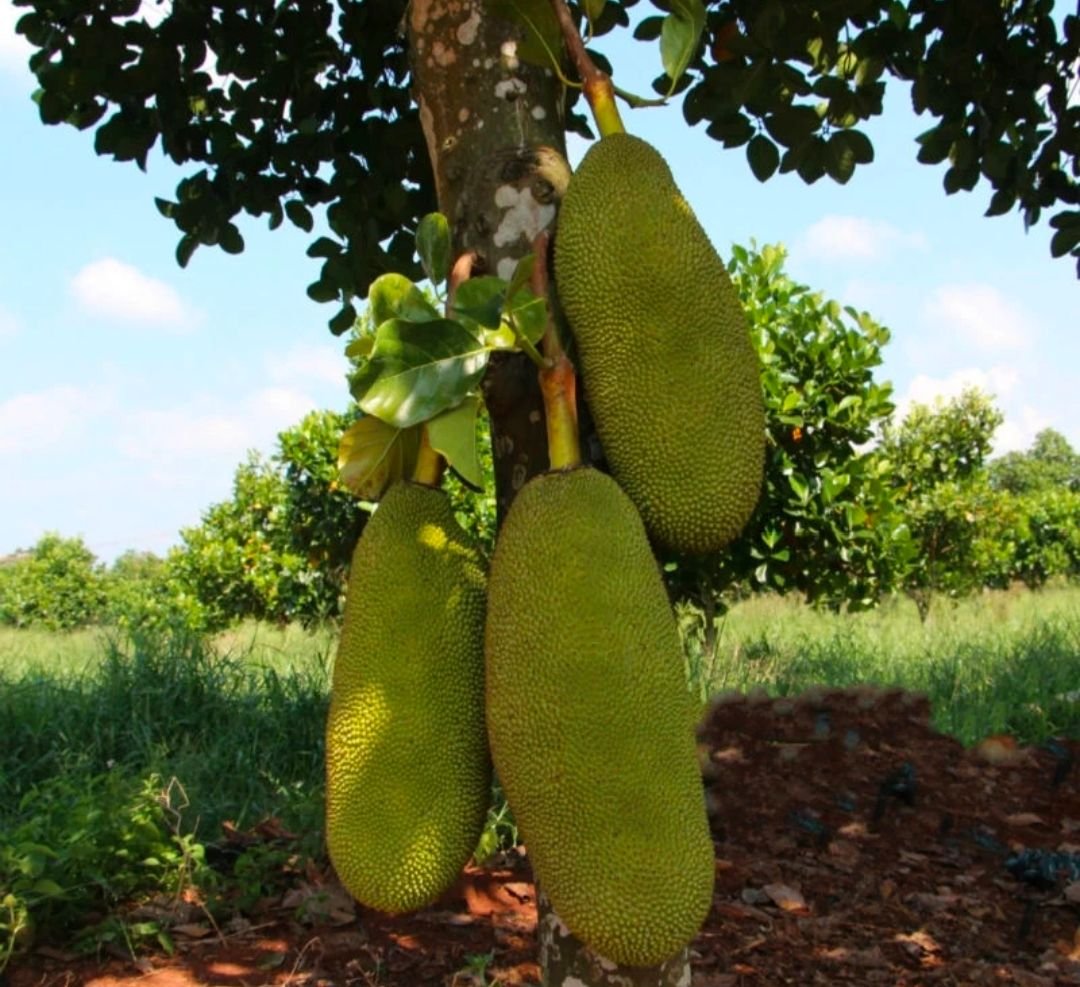 Fresh jackfruit (organic fruit)-P - Image 6