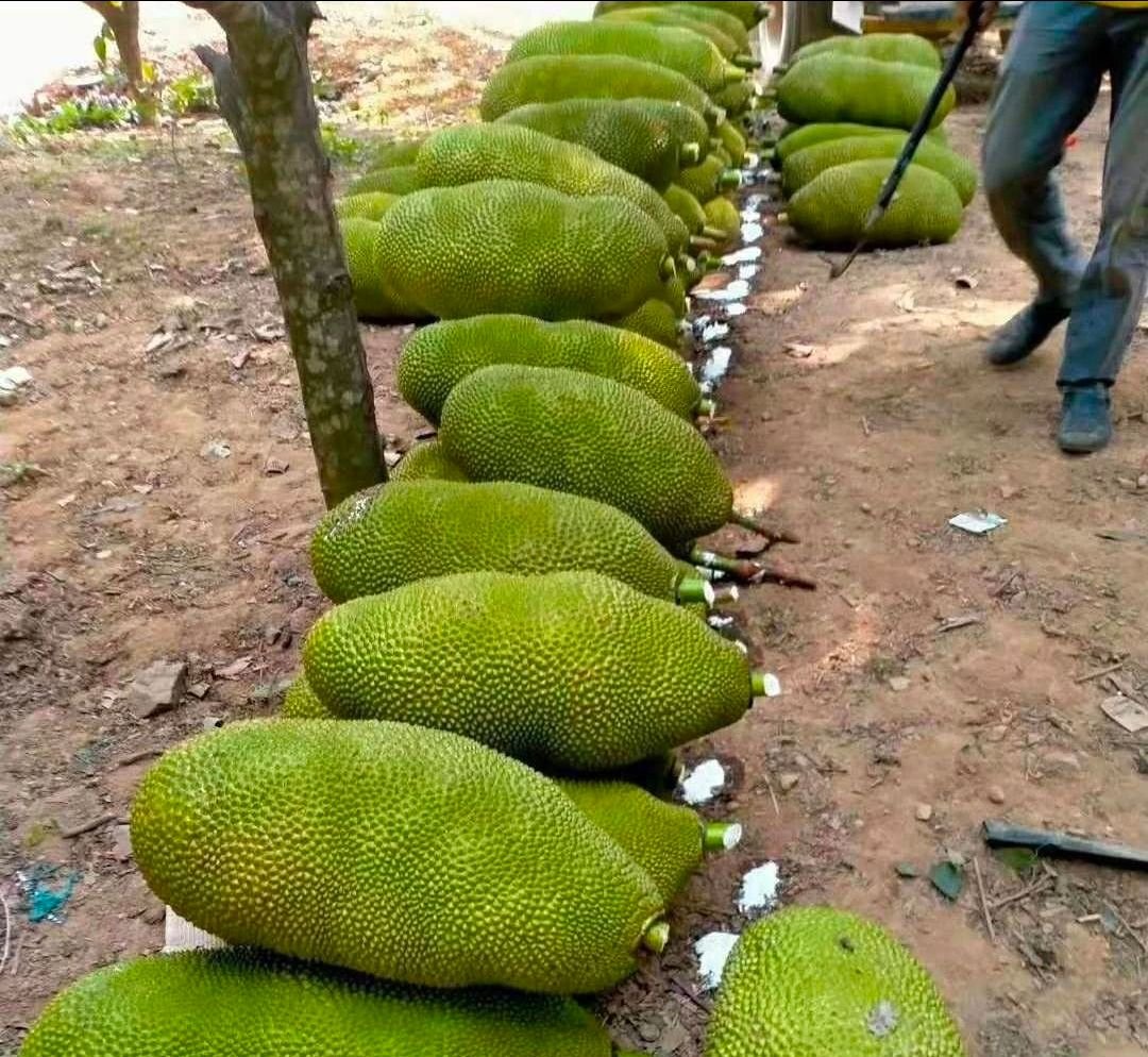 Fresh jackfruit (organic fruit)-P - Image 7