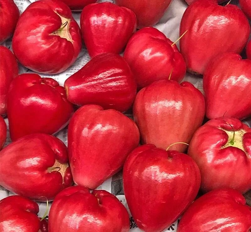 Fresh wax apple (organic fruit)-P - Image 3