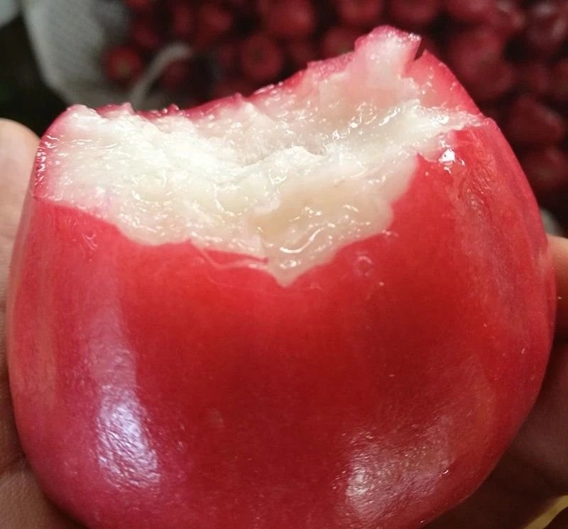 Fresh wax apple (organic fruit)-P - Image 5