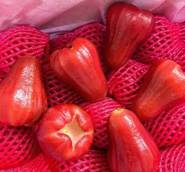 Fresh wax apple (organic fruit)-P - Image 4