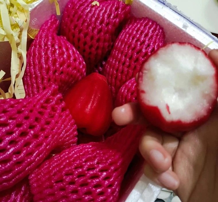 Fresh wax apple (organic fruit)-P - Image 6