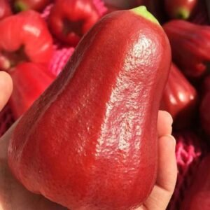 Fresh wax apple (organic fruit)-P