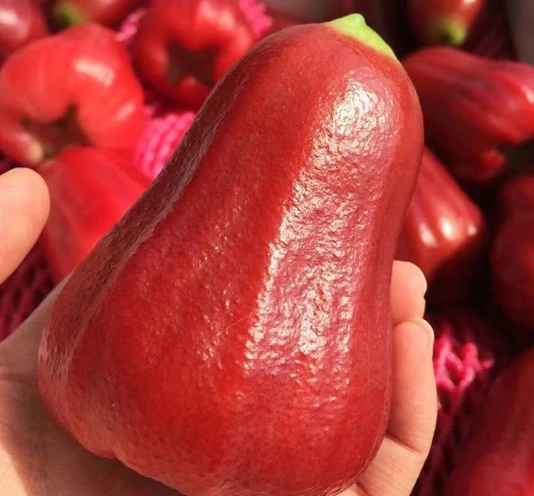 Fresh wax apple (organic fruit)-P