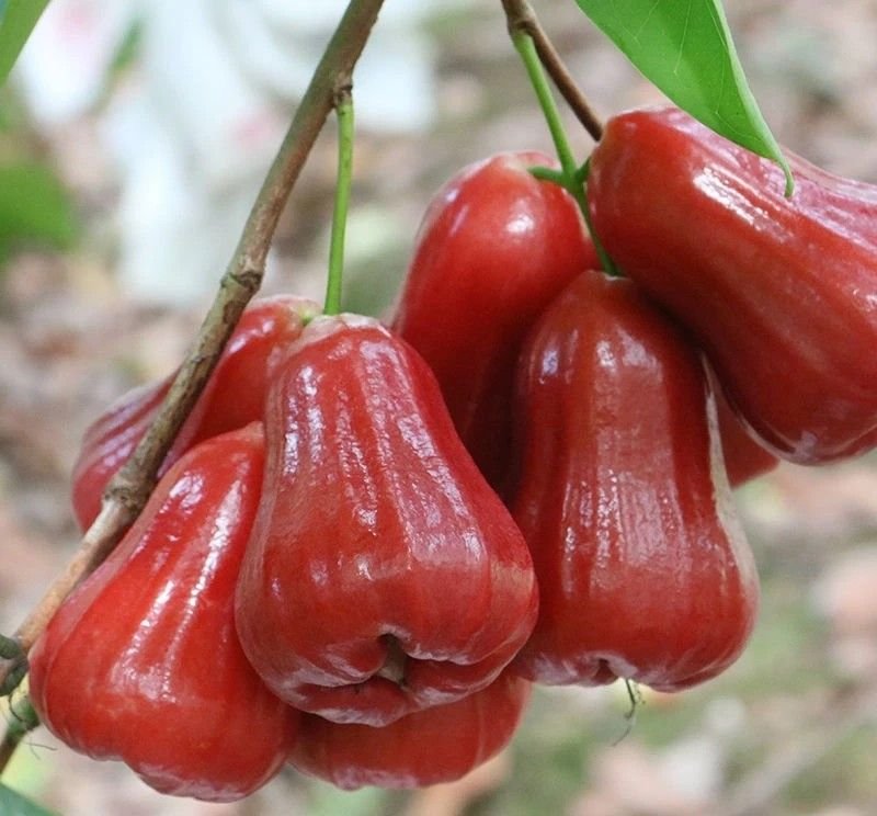 Fresh wax apple (organic fruit)-P - Image 2