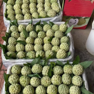 Fresh sugar apple (organic fruits)-P