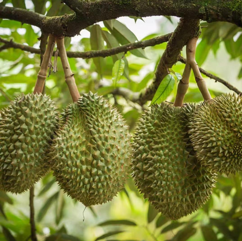 Thai golden pillow durian (organic fruit)-P - Image 5