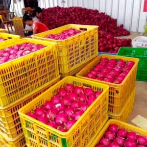 Fresh dragon fruit (organic fruits)-P